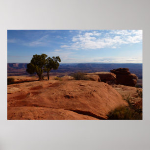 Tree Out of Red Rocks at Canyonlands National Park Poster
