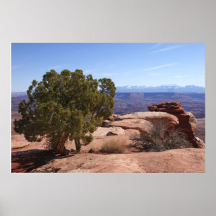 Tree Out of Red Rocks II at Canyonlands Poster