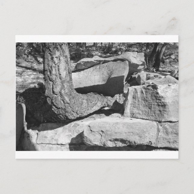 tree out of rocks postcard (Front)