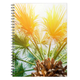 Tree palm bright sun summer background. tropical p notebook