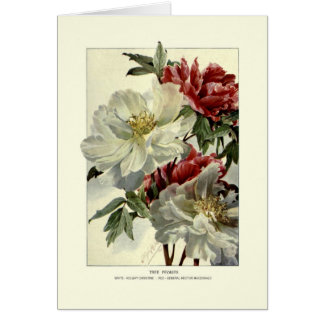 Tree peonies