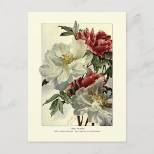 Tree peonies postcard