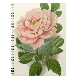 Tree Peony – Elegant Vintage Botanical Design Notebook