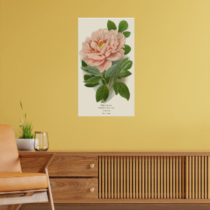Tree Peony – Elegant Vintage Botanical Design Poster