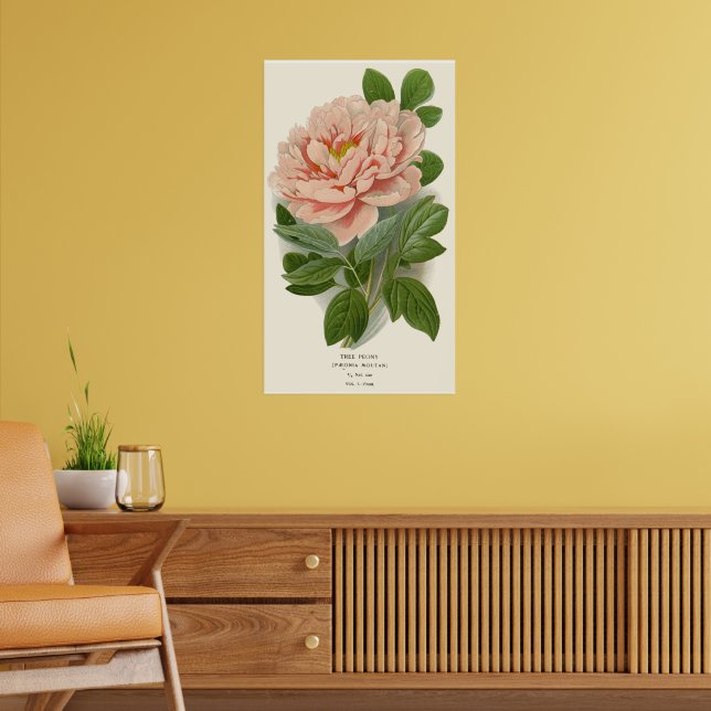 Tree Peony – Elegant Vintage Botanical Design Poster (Living Room 2)