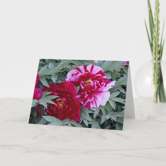 Tree Peony "Shimi Nishiki" Card (Front)