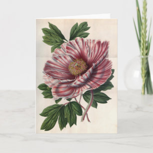 Tree Peony Vintage Note Card