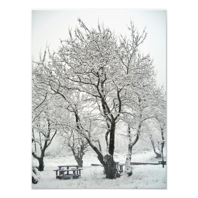 tree photo print (Front)