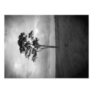 Tree Photo Print