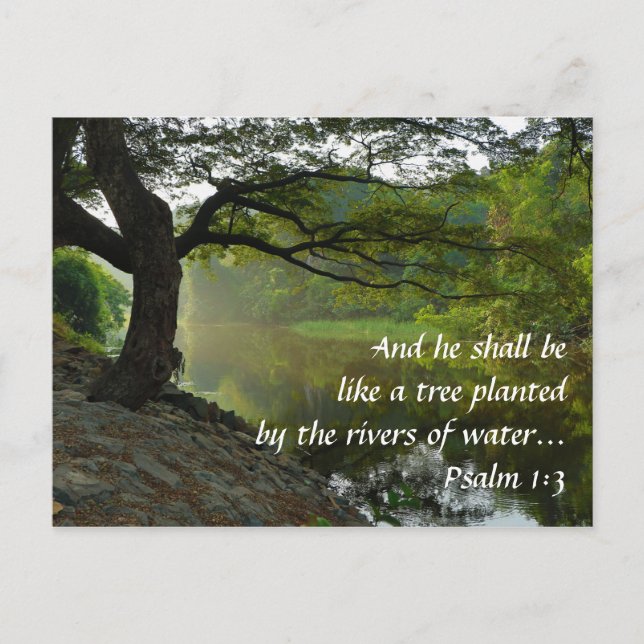 Tree Planted by River, Psalm 1:3, Scripture Postcard (Front)