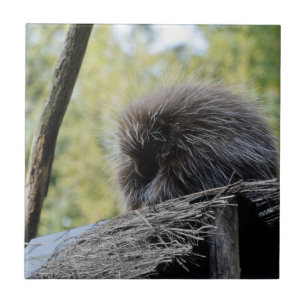 Tree Porcupine Tile
