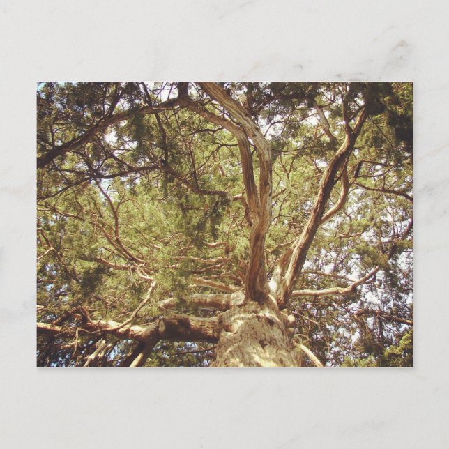 Tree Postcard (Front)