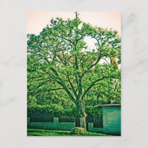 Tree postcard