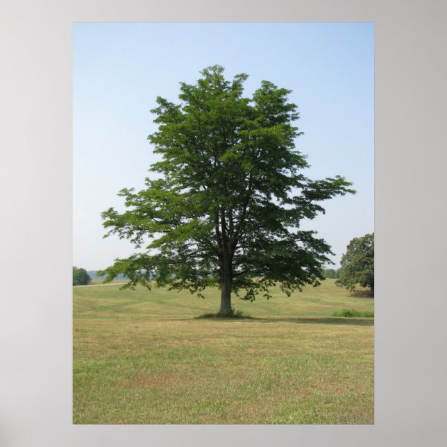 Tree Poster (Front)