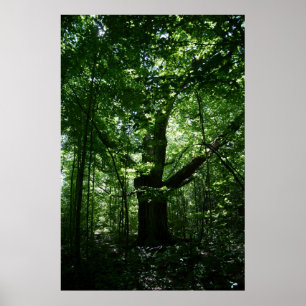 Tree Poster