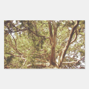 Tree Rectangular Sticker