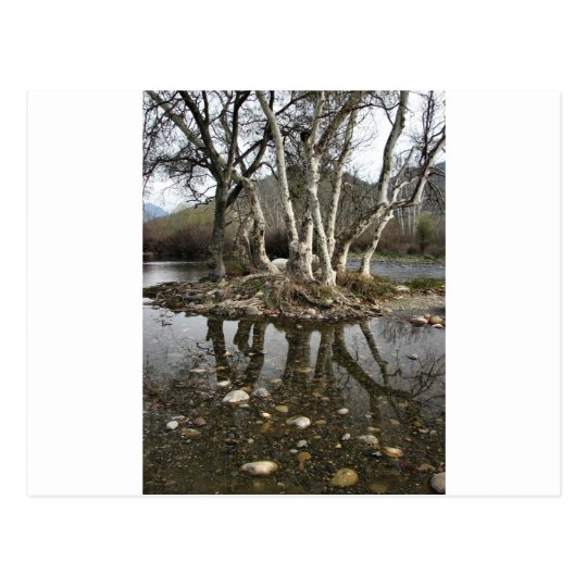 tree reflection postcard
