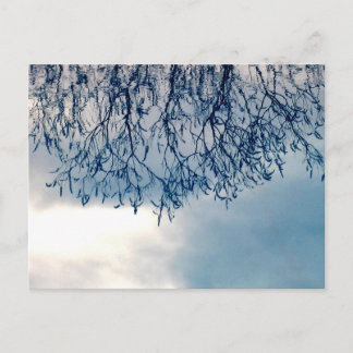 Tree Reflections on Water Nature Photography Postcard