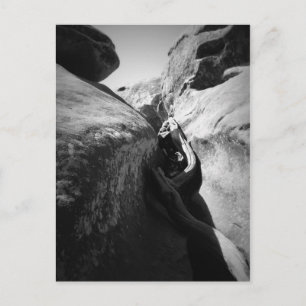 Tree Root in Crevice Postcard