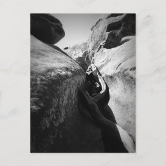 Tree Root in Crevice Postcard