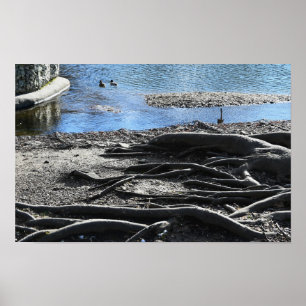 Tree Roots Photo Poster