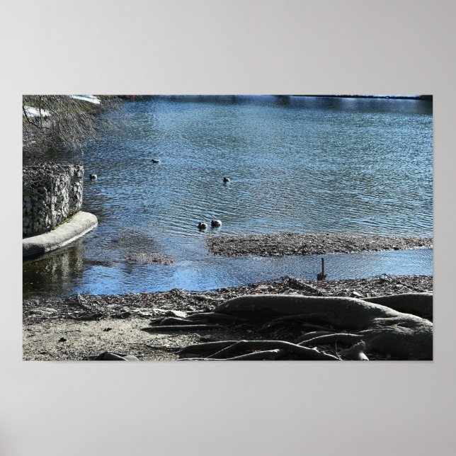 Tree Roots Photo Poster (Front)