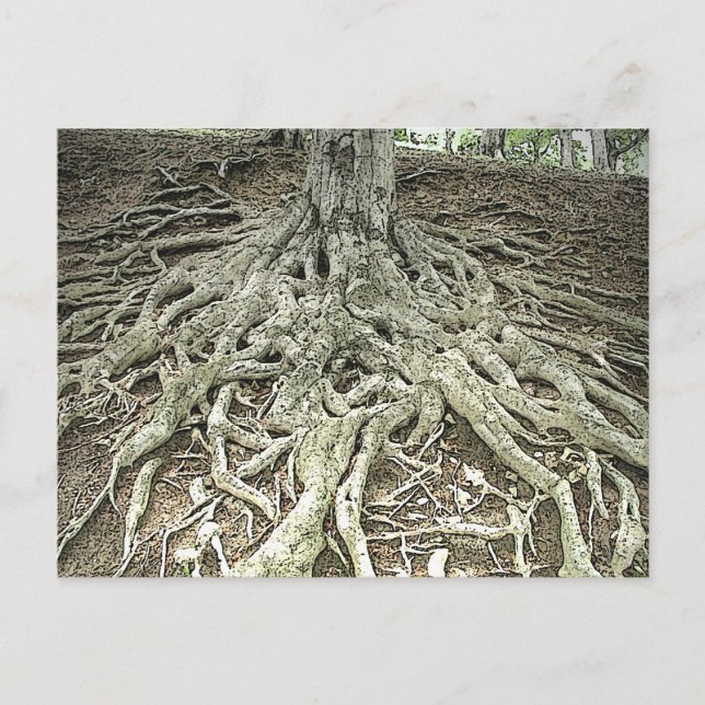 Tree Roots Postcard (Front)