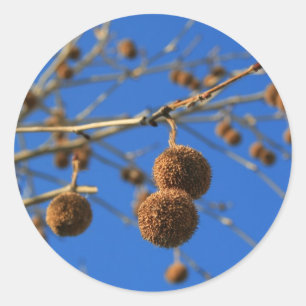 Tree Seed Pods Sticker