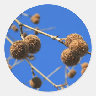 Tree Seed Pods Sticker