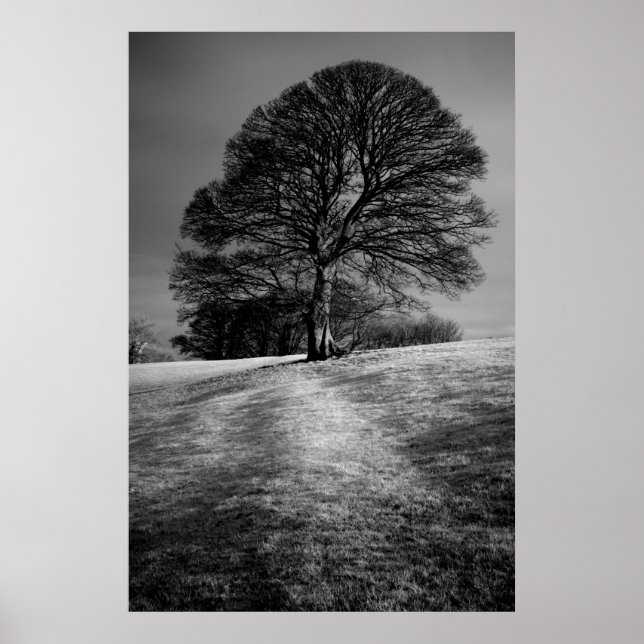 Tree Shaped by the Wind Poster (Front)