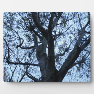 Tree Silhouette Photograph Plaque