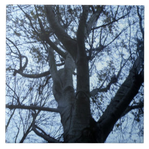 Tree Silhouette Photograph Tile