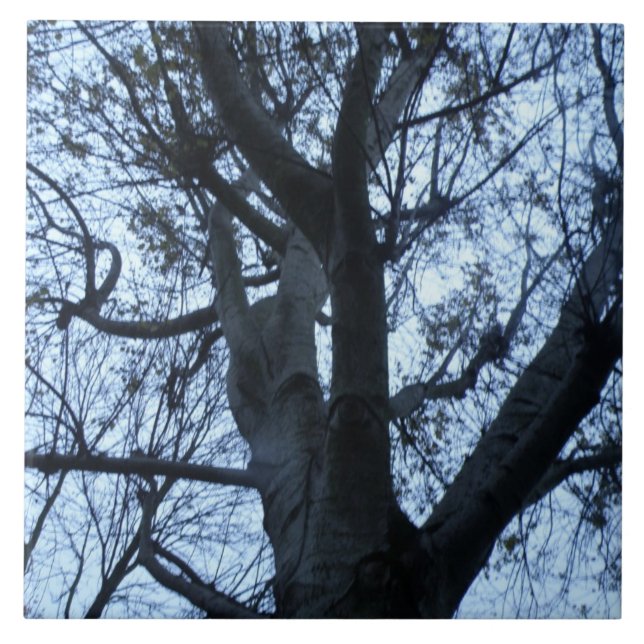 Tree Silhouette Photograph Tile (Front)