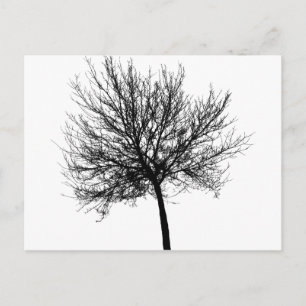 Tree Silhouette Postcard
