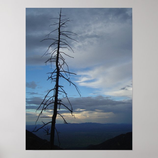 Tree Silhouette Poster (Front)