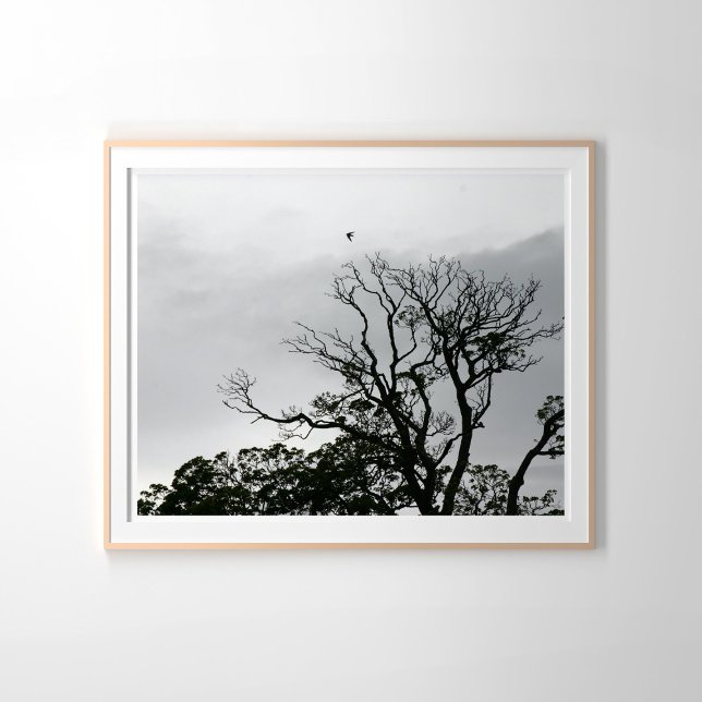 Tree Silhouette Powerscourt Gardens Photography Poster (Creator Uploaded)