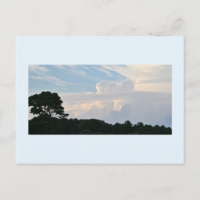 Tree Silhouette with Clouds Postcard (Front)