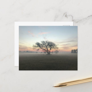 Tree Silhouetted in Misty Field Postcard