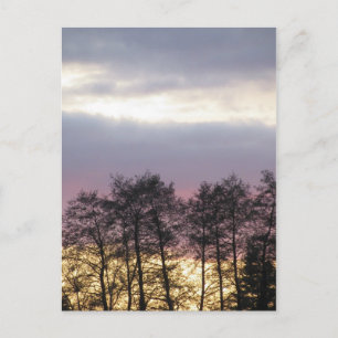 Tree Silhouettes at Dusk Postcard