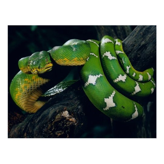 Tree Snake Postcard