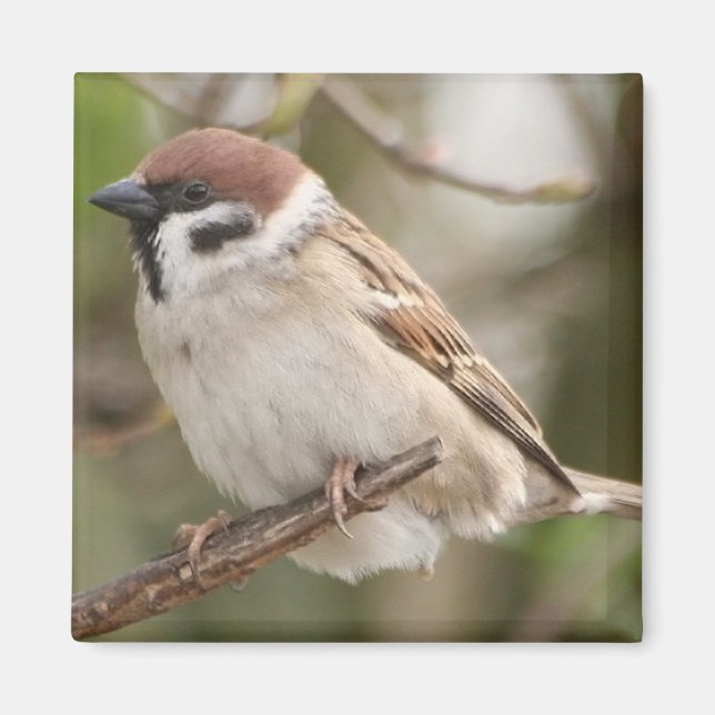 tree_sparrow magnet (Front)