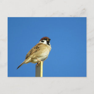 Tree Sparrow (suzume): Japan Postcard