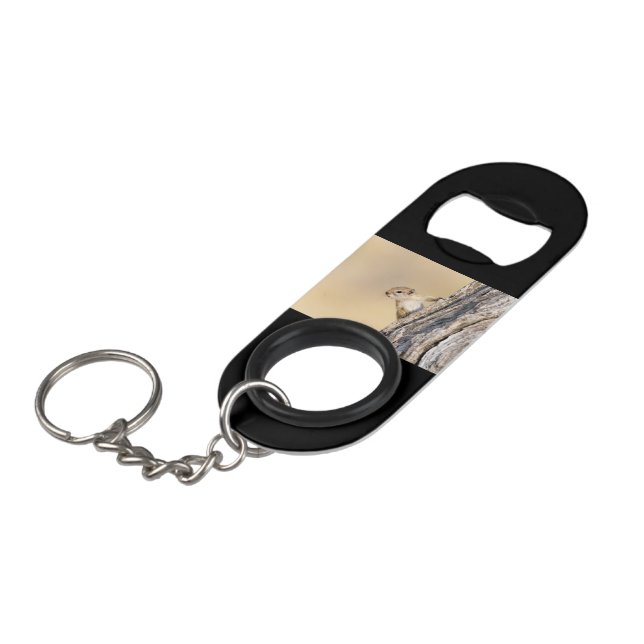 Tree squirrel (Front Angled)