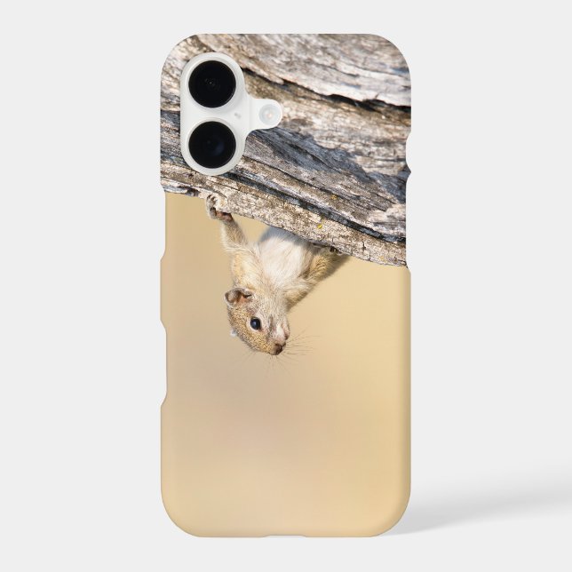 Tree squirrel (Back)