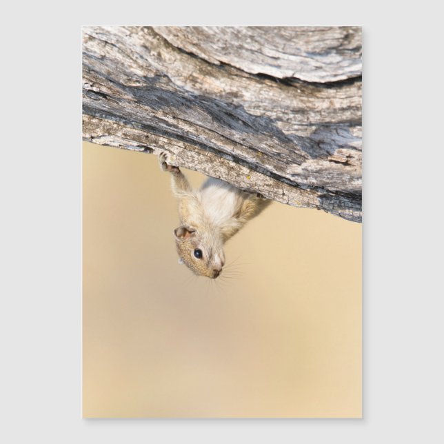 Tree squirrel (Front)