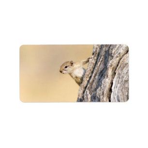 Tree squirrel label