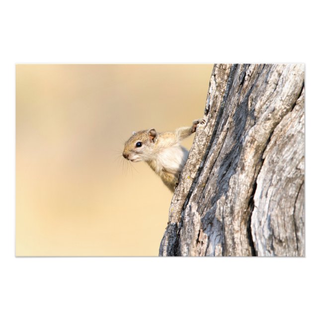 Tree squirrel photo print (Front)