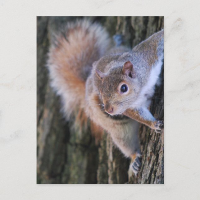 Tree Squirrel  Postcard (Front)