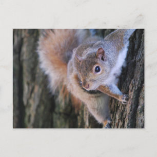 Tree Squirrel Postcard