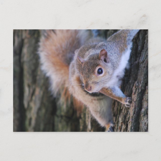 Tree Squirrel  Postcard (Front)